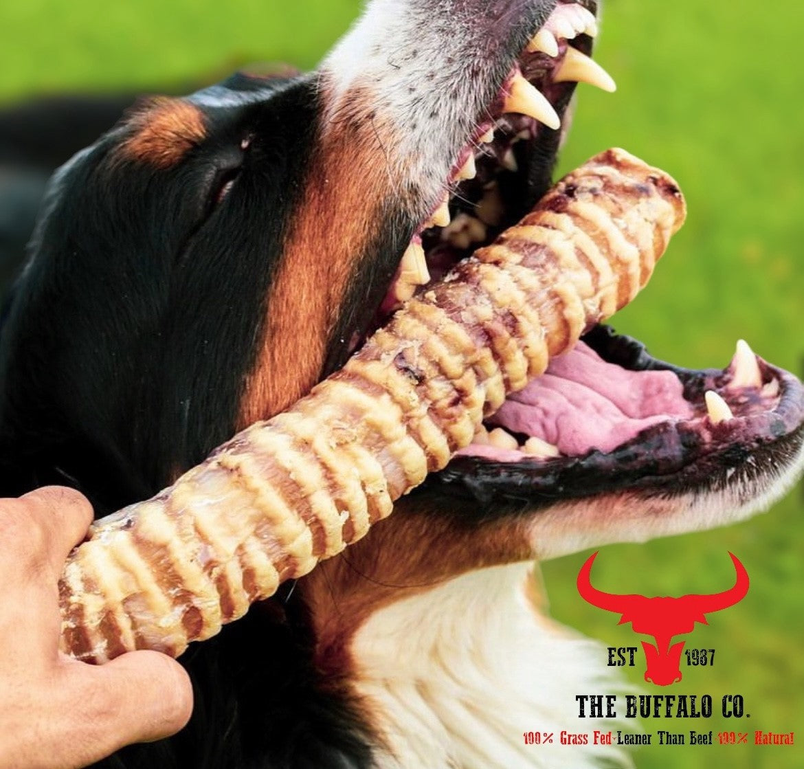 Buffalo Trachea Rounds-Dog Treats-100g-3